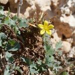 Lactuca acanthifolia