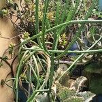 Euphorbia aphylla Frunză