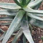 Aloe castanea List