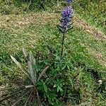 Lupinus bogotensis Blomma