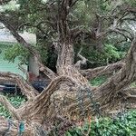 Leptospermum laevigatum Bark