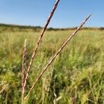 Ischaemum afrum Flower