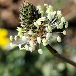 Plantago argentea Fula