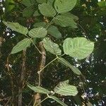 Mucuna holtonii Іншае