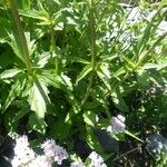 Valeriana tripteris Blatt