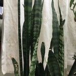 Sansevieria zeylanica Liść