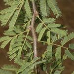 Vachellia farnesiana 葉