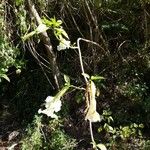 Brugmansia suaveolens 花