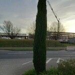 Cupressus sempervirens Alkat (teljes növény)