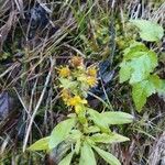 Solidago virgaurea Листок