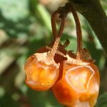 Solanum villosum Vrucht