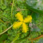 Nymphoides thunbergiana Flors