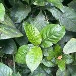 Odontonema tubiforme Leaf