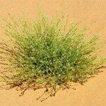 Eremobium aegyptiacum عادت داشتن