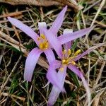 Colchicum szovitsii 花