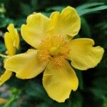 Hypericum × hidcoteense Flower