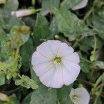 Convolvulus arvensisFlor