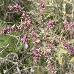 Salvia canariensis Blomma