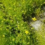 Ranunculus ophioglossifolius Floare