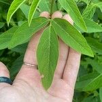 Desmodium canadense Blatt