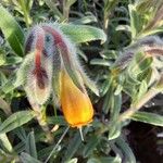 Onosma frutescens 花
