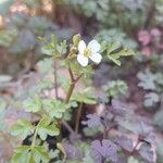 Cardamine graeca Plante entière