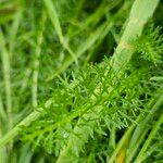 Achillea × roseoalba Folha