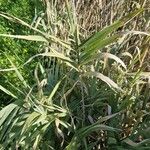 Arundo donaxЛіст