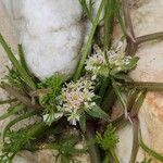 Anisosciadium orientale Fula