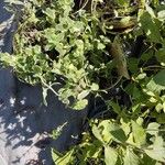 Mentha × villosa Hoja