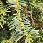 Cephalotaxus fortunei Blad