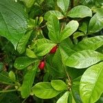 Synsepalum dulcificum برگ