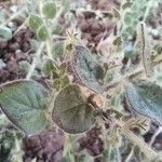 Kickxia lanigera Hoja