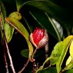 Dicarpellum pancheri Fruit