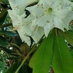 Rhododendron auriculatum Flor