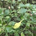 Barleria repens Hoja