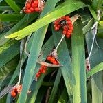 Iris foetidissima ഫലം