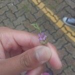 Cuphea ericoides Flor