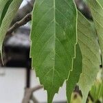 Quercus glauca Leaf