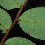 Xylopia villosa Hoja