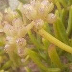 Crithmum maritimum花