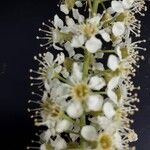 Prunus serotina Çiçek