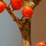 Ilex verticillata Lubje