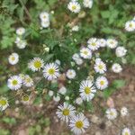 Erigeron annuusFlower