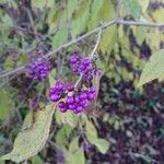 Callicarpa americanaFruit