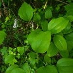 Smilax rotundifoliaBlad