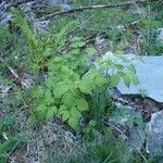 Actaea spicata Elinympäristö