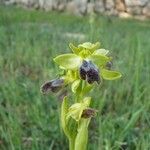 Ophrys fusca Blodyn
