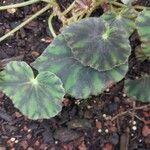 Begonia mazae Leaf