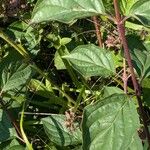 Cornus sanguineaLapas